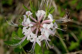Attēlu rezultāti vaicājumam “Calamagrostis canescens fruit”