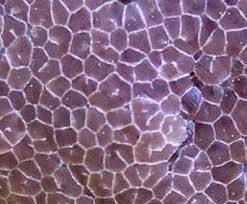 Attēlu rezultāti vaicājumam “Amaurochaete atra”