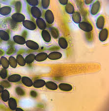 Attēlu rezultāti vaicājumam “Sordaria fimicola”