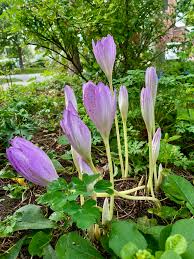 Attēlu rezultāti vaicājumam “Colchicum autumnale flower”