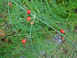 Attēlu rezultāti vaicājumam “Asparagus officinalis fruit”