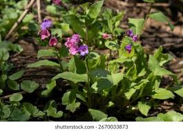 Attēlu rezultāti vaicājumam “Pulmonaria obscura”