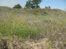 Attēlu rezultāti vaicājumam “Corispermum hyssopifolium”