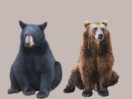 Image result for brown bear
