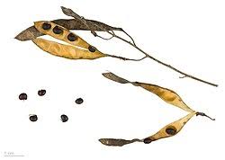 Attēlu rezultāti vaicājumam “Laburnum”