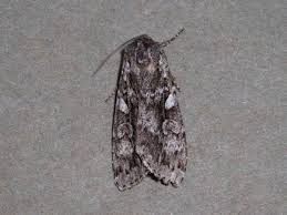 Attēlu rezultāti vaicājumam “Eurois occulta”