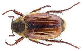 Attēlu rezultāti vaicājumam “Amphimallon solstitiale imago”