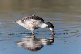 Attēlu rezultāti vaicājumam “Tadorna tadorna juvenile”