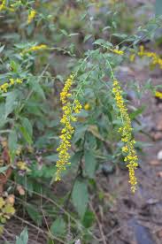 Attēlu rezultāti vaicājumam “Solidago virgaurea leaf”