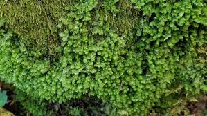 Attēlu rezultāti vaicājumam “Scapania”