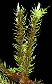 Attēlu rezultāti vaicājumam “Aulacomnium palustre”