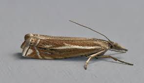Attēlu rezultāti vaicājumam “Crambus lathoniellus”