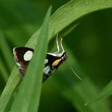 Attēlu rezultāti vaicājumam “Anania funebris”