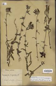 Image result for Campanula lingulata