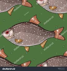 Image result for Rutilus caspicus