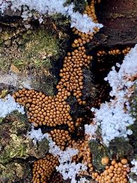 Attēlu rezultāti vaicājumam “Lycogala sphaeroconicum young”