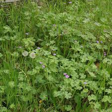 Attēlu rezultāti vaicājumam “Geranium pyrenaicum flower”
