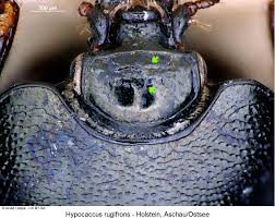 Attēlu rezultāti vaicājumam “Hypocaccus rugiceps”