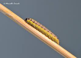 Attēlu rezultāti vaicājumam “Evergestis extimalis”