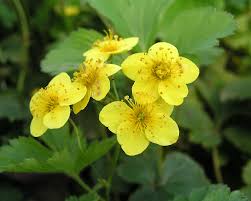 Attēlu rezultāti vaicājumam “Waldsteinia geoides flower”