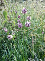 Attēlu rezultāti vaicājumam “Allium scorodoprasum leaf”