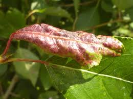 Attēlu rezultāti vaicājumam “Thecabius affinis”