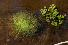 Attēlu rezultāti vaicājumam “Hottonia palustris fruit”