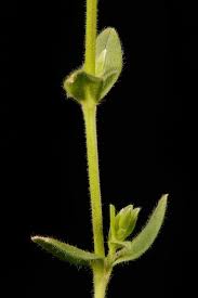 Attēlu rezultāti vaicājumam “Cerastium holosteoides fruit”