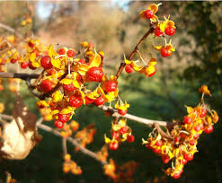 Attēlu rezultāti vaicājumam “Celastrus flagellaris”
