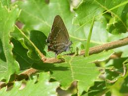 Attēlu rezultāti vaicājumam “Satyrium ilicis underside”