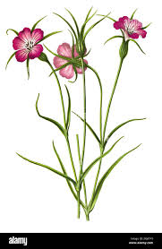 Image result for Kornrade