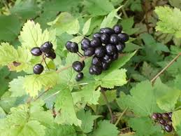 Attēlu rezultāti vaicājumam “Actaea spicata fruit”