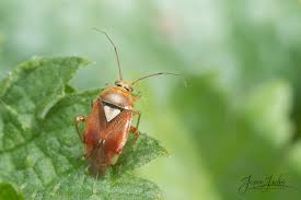 Attēlu rezultāti vaicājumam “Lygus pratensis”