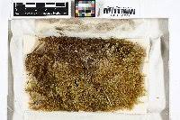 Attēlu rezultāti vaicājumam “Pseudocalliergon turgescens”