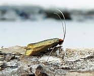 Attēlu rezultāti vaicājumam “Adela cuprella”