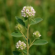 Attēlu rezultāti vaicājumam “Lophozia capitata”