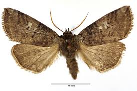 Attēlu rezultāti vaicājumam “Tethea or”