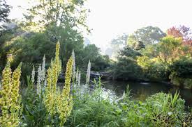 Attēlu rezultāti vaicājumam “Verbascum nigrum”