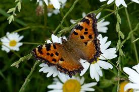 Attēlu rezultāti vaicājumam “Nymphalis polychloros underside”