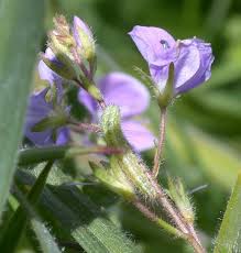 Attēlu rezultāti vaicājumam “Stenoptilia pterodactyla”