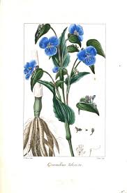 Attēlu rezultāti vaicājumam “Commelina coelestis”