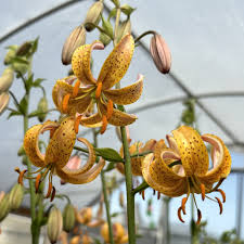Attēlu rezultāti vaicājumam “Lilium martagon flower”