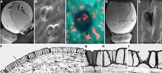 Attēlu rezultāti vaicājumam “Sphagnum sporophyte”