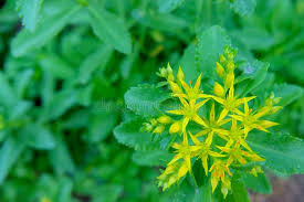 Attēlu rezultāti vaicājumam “Sedum aizoon leaf”