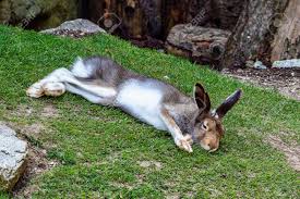 Attēlu rezultāti vaicājumam “Lepus timidus”