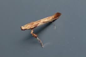 Attēlu rezultāti vaicājumam “Caloptilia hemidactylella”