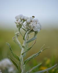 Attēlu rezultāti vaicājumam “Anaphalis margaritacea leaf”