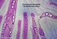 Attēlu rezultāti vaicājumam “Lasiosphaeria ovina spores”