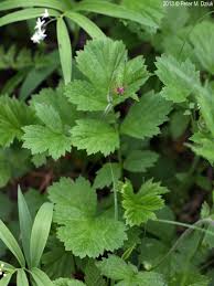 Attēlu rezultāti vaicājumam “Geum rivale”