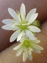 Attēlu rezultāti vaicājumam “Stellaria longifolia flower”